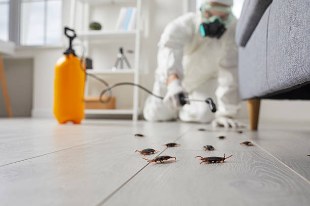 Post-Treatment Bed Bug Interceptor Monitoring in Park Forest